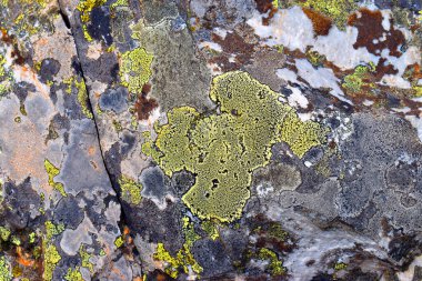 Bir kayanın üzerinde Rhizocarpon coğrafyası haritası. Bu bir kabuklu liken.