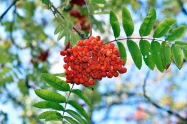 Bir dalda kırmızı rowan üzümü (Sorbus aucuparia).     
