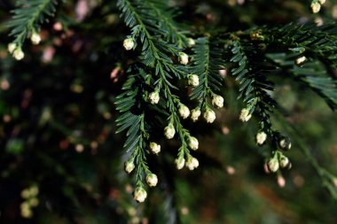 Kaliforniya kızılağaçlarının yaprakları ve çiçekleri (Sequoia sempervirens).     