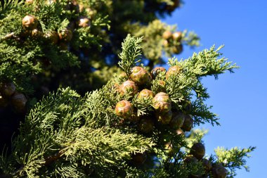 Akdeniz selvisinin yaprakları ve meyveleri (Cupressus sempervirens).     