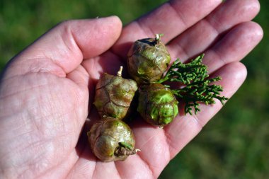 Akdeniz selvisinin yaprakları ve meyveleri (Cupressus sempervirens) bir elde.    