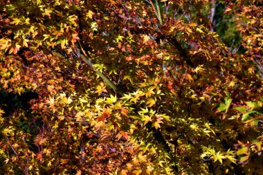 Sarı ve kırmızı sonbahar yapraklı Japon akçaağacı (Acer palmatum).   