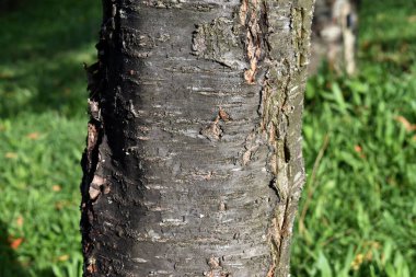 Prunus serrulata Pembe Mükemmelliği ağaç kabuğu ve gövdesinin ayrıntıları..   