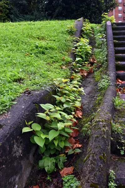 İşgalci Reynoutria japonica veya Fallopia japonica bitkisi bir park veya bahçenin kenarında yetişiyor..       