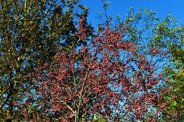 Milli dallarında kırmızı meyveler (Euonymus europaeus) mavi gökyüzü ile.   