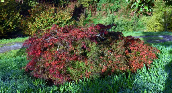 Japon akçaağacı (Acer palmatum Acer palmatum Dissectum Viridis) kırmızı sonbahar yeşilliği ile.  