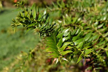 Bunya çam yeşil yaprakları (Araucaria bidwillii) bir dal üzerinde detay