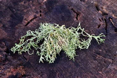 Ağaç kütüğüne düşen meyveli bir liken.