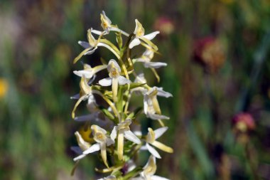 Bir çayırda vahşi küçük kelebek orkidesi (Platanthera bifolia)