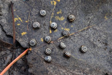 Bir grup küçük salyangoz kuru gri bir yaprağın üzerinde dinleniyor.