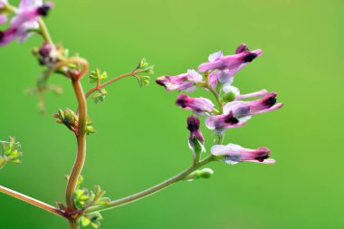 Şifalı bitkinin çiçekleri yeşil arka planlı Fumaria officinalis