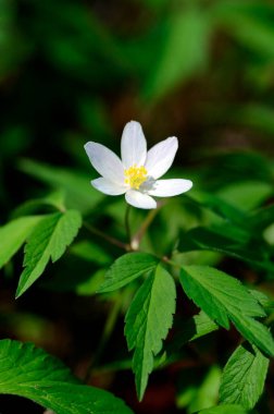Beyaz çiçeğiyle (Anemonoides nemorosa veya Anemone nemorosa) orman şakayığı.   
