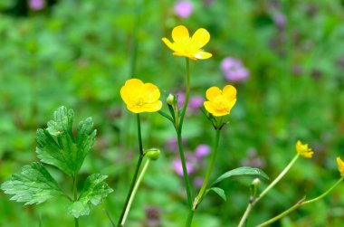 Sararmış düğün çiçeği (Ranunculus tövbe eder)).   