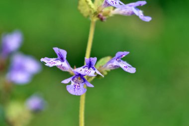 Glechoma Hederacea 'nın mavi ve mor çiçekleri.  