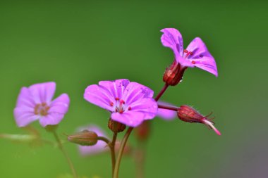 St. Robert 's sardunyasının pembe çiçeklerinin detayları (Geranium robertianum)