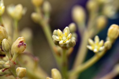Avokado ağacının sarı çiçeklerinin detayları (Persea americana)