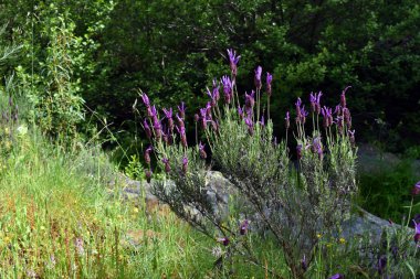 İspanyol Lavanta çiçekleri (Lavandula pedunculata), Akdeniz bölgesinden bir bitki.
