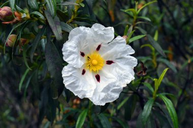 Akdeniz bölgesinden vahşi bir bitki olan Cistus ladanifer 'in beyaz çiçeği.