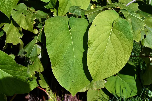 Hoja Noel Baba 'nın (Piper auritum) yapraklarının ayrıntıları).   