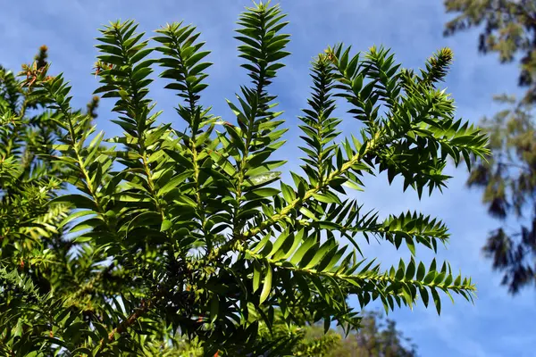 Bunya çam yeşil yaprakları (Araucaria bidwillii) bir dal üzerinde detay