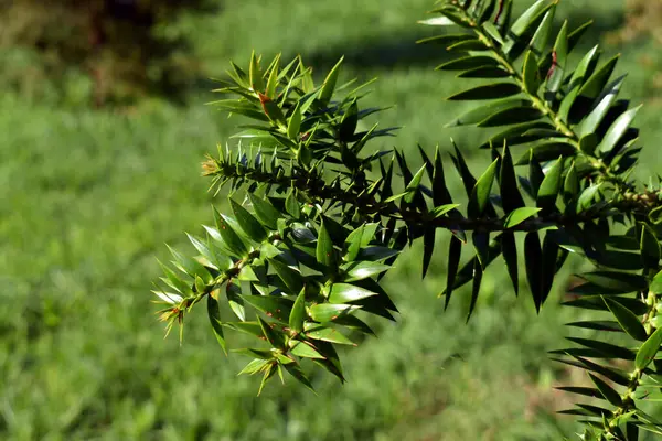Bunya çam yeşil yaprakları (Araucaria bidwillii) bir dal üzerinde detay