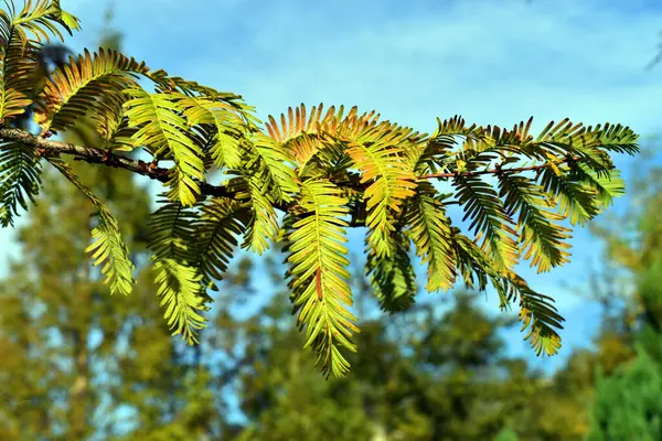 Mavi gökyüzü ile seher ağacı kozalaklı (Metasequoia glyptostroboides) yapraklarının ayrıntıları