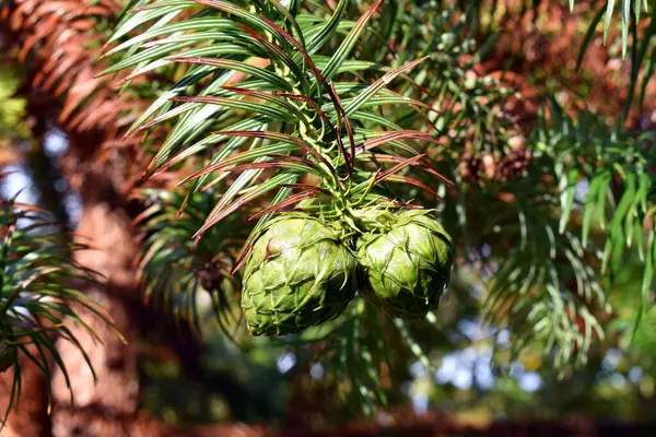 Kozalaklı kozalağın dişi çiçekleri ya da kozalakları bir dalın üzerinde Cunninghamia Lanceolata