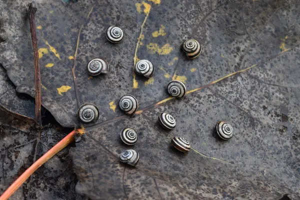 Bir grup küçük salyangoz kuru gri bir yaprağın üzerinde dinleniyor.