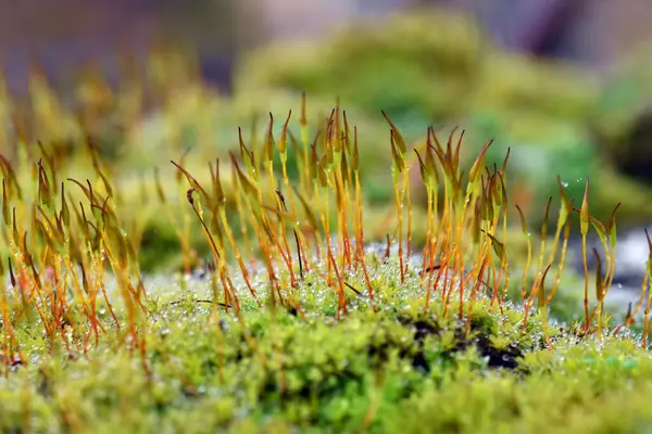 Taşın üzerinde büyüyen yeşil yosun sporofitleri