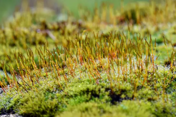 Taşın üzerinde büyüyen yeşil yosun sporofitleri