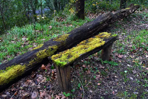 Rutubetli bir ormanlık alanda, yosun kaplı ahşap bir bank.