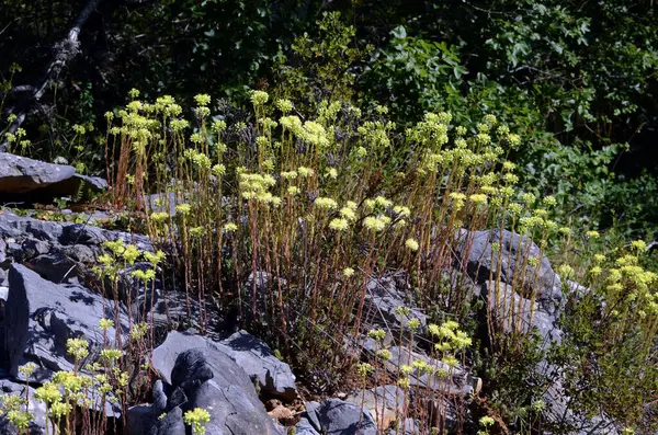 Litophyte bitkisi Petrosedum tortulu ya da Sedum tortulu, sarı çiçekleri kayaların arasında büyüyen 
