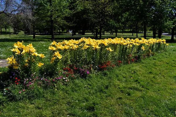 Lilium L.A. melez varın sarı çiçekleri. Nashville baharda bir parkta büyüdü.