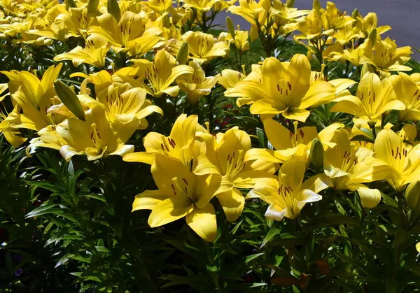 Lilium L.A. melez varın sarı çiçekleri. Nashville baharda bir parkta büyüdü.