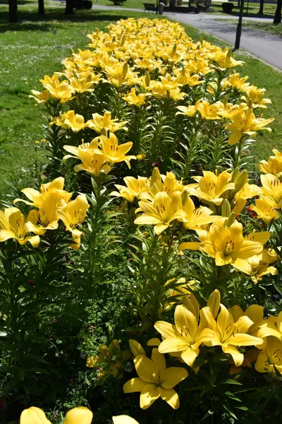 Lilium L.A. melez varın sarı çiçekleri. Nashville baharda bir parkta büyüdü.