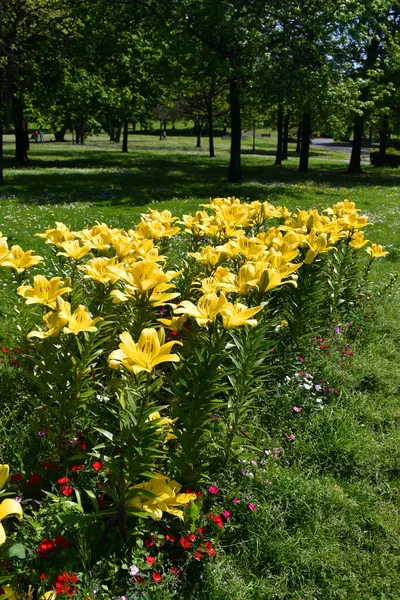 Lilium L.A. melez varın sarı çiçekleri. Nashville baharda bir parkta büyüdü.