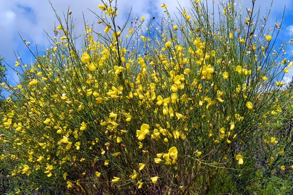 Yaygın süpürge çalısı (Cytisus scoparius) baharda sarı çiçekleriyle