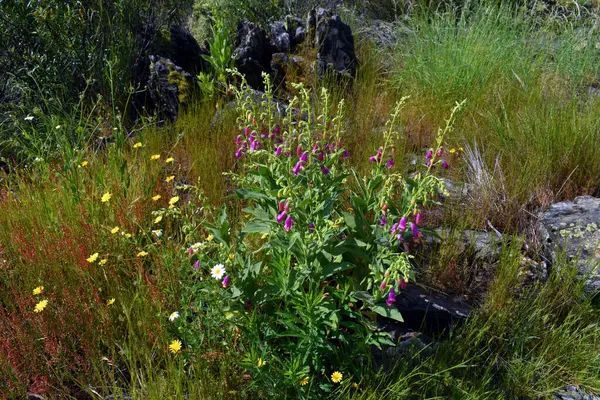 Çiçekli toksik yüksükotu bitkisi (Digitalis purpurea)