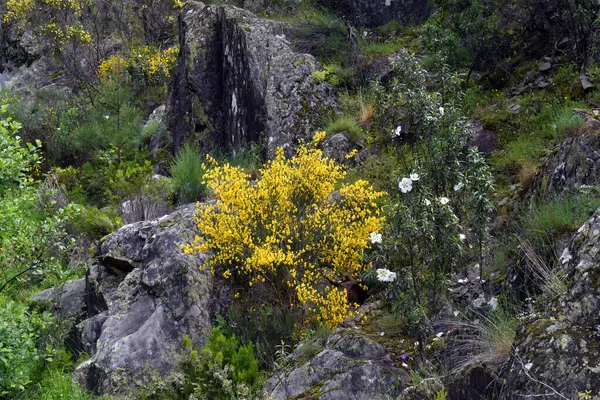 Yaygın süpürge çalısı (Cytisus scoparius) baharda sarı çiçekleriyle