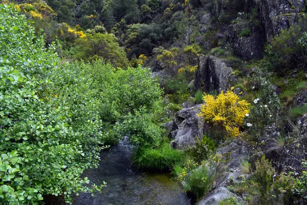 (Alnus glutinosa) Cistus ladanifer ve Cytisus scoparius 'lu bir nehrin yanında.