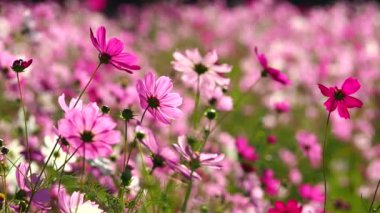 Bahçede güzel kozmos çiçekleri, açık havada Chiangmai Tayland
