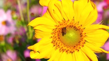 Sunflower with bee in the field , countryside Lumphun Thailand.