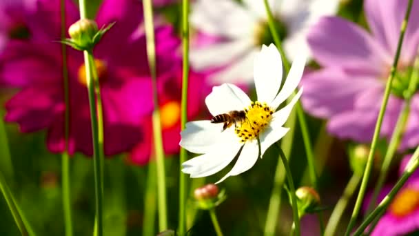 Prachtige Kosmos Bloemen Tuin Buiten Chiangmai Thailand — Stockvideo