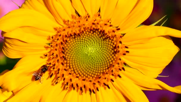 Sunflower Bee Field Countryside Lumphun Thailand — Vídeo de Stock