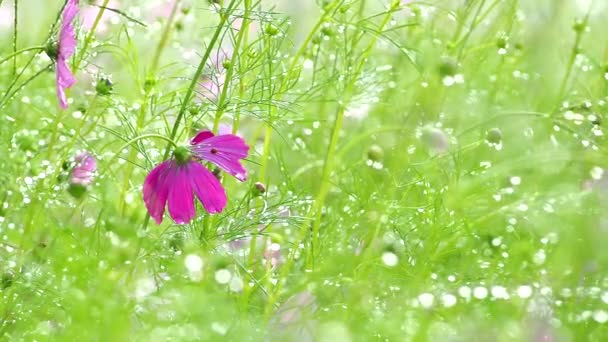 Прекрасні Квіти Космосу Саду Відкритий Чіангмай Таїланд — стокове відео