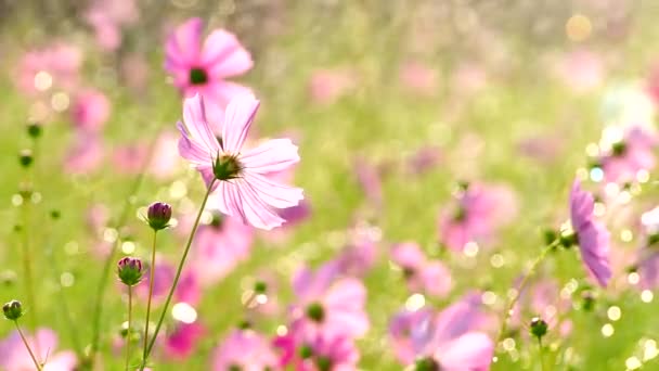 美丽的宇宙花朵在花园 室外泰国清迈 — 图库视频影像