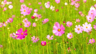 Bahçede güzel kozmos çiçekleri, açık havada Chiangmai Tayland