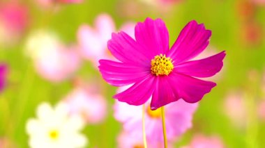 Bahçede güzel kozmos çiçekleri, açık havada Chiangmai Tayland