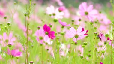 Bahçede güzel kozmos çiçekleri, açık havada Chiangmai Tayland