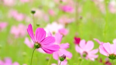 Bahçede güzel kozmos çiçekleri, açık havada Chiangmai Tayland
